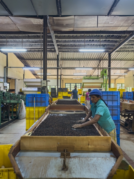 Elpitiya Tea Estate Image